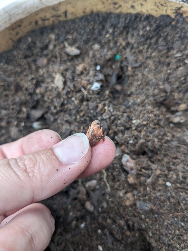 Oxalis Triangularis/purple shamrock seed/rhizome