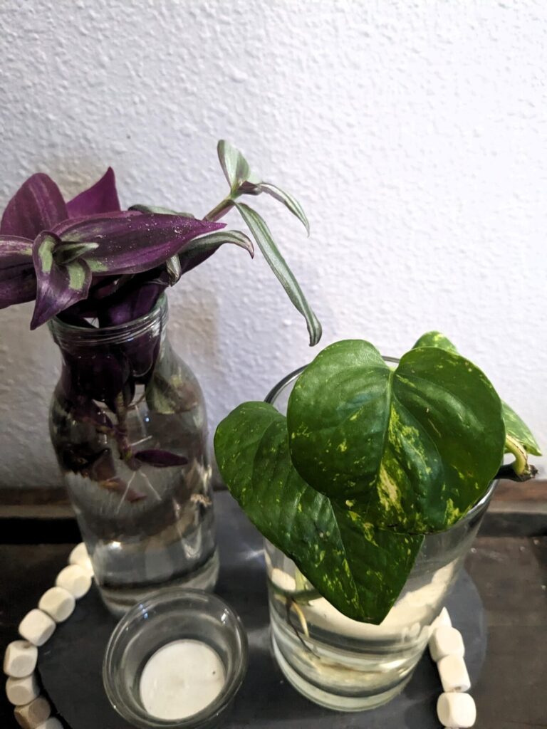 propagation of wandering jew and golden pothos in bottles